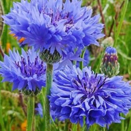 Mavi Kantoron Çiçeği tohumu [2 adet kapsül tohum]